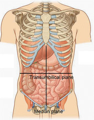 <p>1. Liver</p><p>2. Gallbladder</p><p>3. Superior Part of ascending colon</p><p>4. Right colic or hepatic flexure of the colon</p><p>5. Right half of the transverse colon</p>