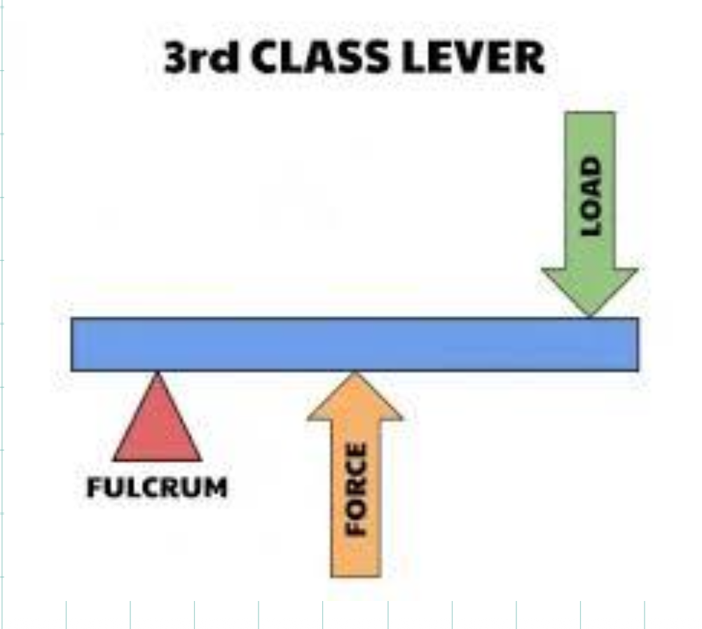 <p>A lever system where the FORCE</p><p class="p1">is between the resistance and</p><p class="p1">the fulcrum</p><p class="p1">• SPEED multiplier, promotes</p><p class="p1">speed at the end point of the</p><p class="p1">lever</p><p class="p1">• We often attempt to increase</p><p class="p1">overall length of lever to</p><p class="p1">maximize this speed at end</p><p class="p1">point</p>