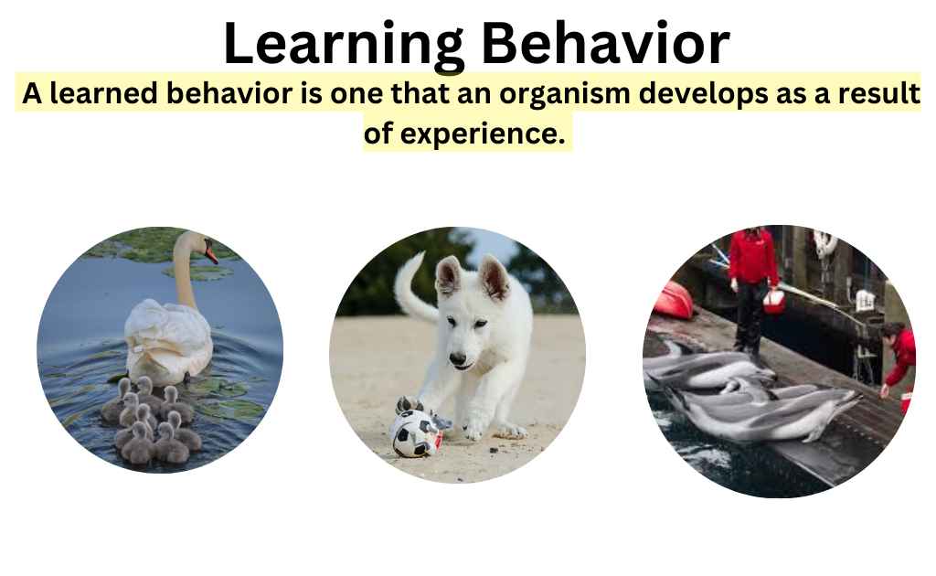 <p>Learned behavior is behavior acquired through experience and the ability to adapt based on interactions with the environment.</p>