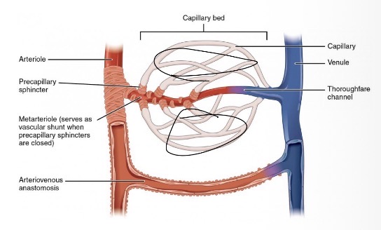 <p>Branching of vessels that provide collateral (alternative) pathways for blood flow</p>