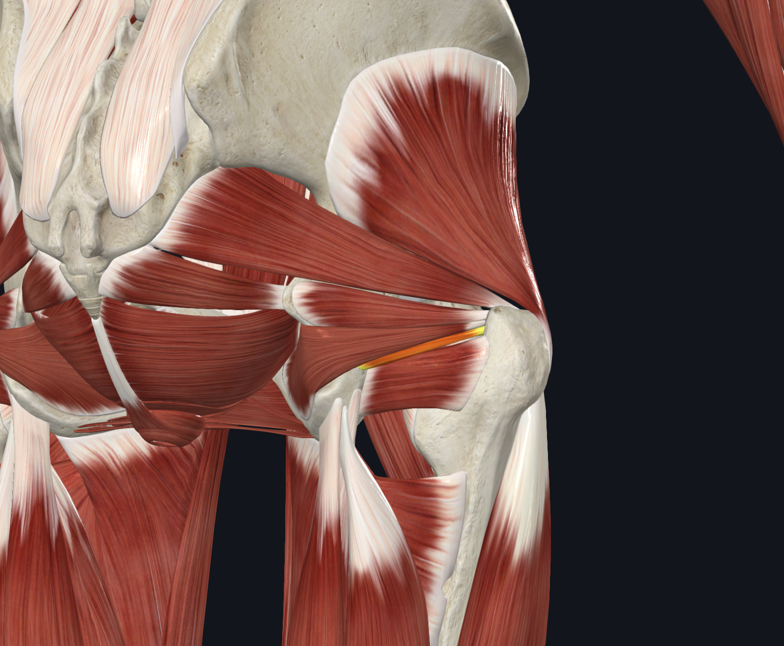 <p>Posterior view</p><p>Muscles</p>