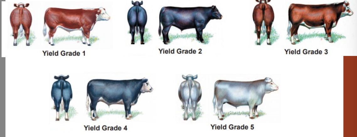 <p>yield grade 1 (more lean/heavy muscled) - yield grade 5 (more fat)</p>