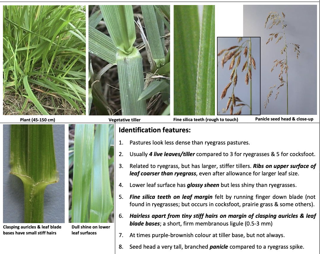 <p><strong>Plant family:</strong> Poaceae<br><strong>Life cycle:</strong> Perennial<br><strong>Key persistence/spread:</strong> Deep root system; tillers; endophyte‑assisted persistence<br><strong>Farming systems:</strong> Sheep and beef; dry or cold regions</p><p><strong> How to identify</strong></p><p>Produces coarser, less dense pastures than ryegrass. Leaves are broader, thicker, and stiffer, and the plant generally appears more upright and open.</p><p>The edges of the leaves feel rough or sandpapery due to silica teeth — this is a very reliable tactile feature. The lower leaf surface has a dull sheen, not the bright gloss of ryegrass.</p><p>Usually has four live leaves per tiller (compared to three in ryegrass). Auricles are short and often difficult to see.</p><p>The seed head is a large, upright, branched panicle, very different from the spike‑type seed head of ryegrasses.</p><p>Frequently misidentified as Italian ryegrass or prairie grass. Confirm by rough leaf margins, panicle seed head, and overall coarseness.</p>