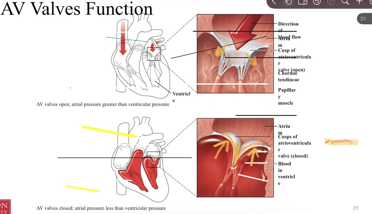 <ul><li><p>AV valves <strong>open</strong> when <strong>atrial </strong>pressure<strong> </strong>is <strong>greater </strong>than <strong>ventricular </strong>pressure</p></li></ul><p></p><ul><li><p>AV valves <strong>close</strong> when <strong>atrial </strong>pressure<strong> </strong>is <strong>less </strong>than <strong>ventricular </strong>pressure</p></li></ul><p></p>
