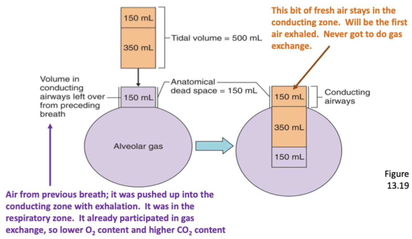 <p>A conducting zone volume, naturally doesn’t participate in gas exchange, usually 150 mL</p><p>When the tidal volume comes into the conducting airways, the fresh air will push the dead space air into the alveoli, so 150mL of air will be dead space while the rest is fresh air</p>
