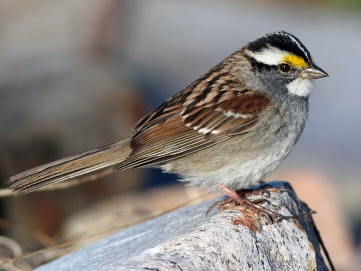 <p>white-throated sparrow (light morph)</p><p><span style="background-color: transparent; font-size: 1.6rem;">white throat </span><br><span style="background-color: transparent; font-size: 1.6rem;">yellow lores </span><br><span style="background-color: transparent; font-size: 1.6rem;">black + white head</span></p>