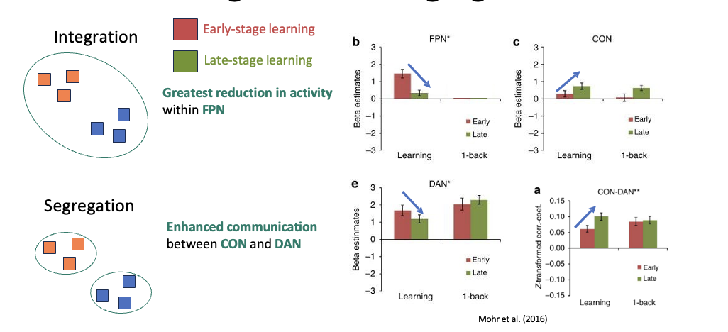 <p>Mohr et al (2016) </p><p><strong>Core idea:</strong><br>The brain balances <strong>integration (communication)</strong> and <strong>segregation (specialisation)</strong> for efficient functioning</p><p></p><p><strong>Integration (early learning):</strong></p><ul><li><p>High communication between regions</p></li><li><p>High <strong>FPN activity</strong> (focus, control)</p></li><li><p>Used when tasks are <strong>new or difficult</strong></p></li></ul><p></p><p><strong>Segregation (late learning):</strong></p><ul><li><p>Regions become more <strong>independent</strong></p></li><li><p>Reduced <strong>FPN activity </strong>but enhanced communication between cingulo-opercular network (CON) and dorsal attention network (DAN)</p></li><li><p>Tasks become <strong>automatic → less attention needed</strong></p></li><li><p>Helps <strong>save energy</strong></p></li></ul><p></p><p><strong>Connectivity is flexible:</strong></p><ul><li><p>Changes depending on <strong>task demands</strong></p></li></ul><p></p><p><strong>Key takeaway:</strong><br>Early learning = <strong>high effort + integration</strong><br>Skilled performance = <strong>low effort + segregation</strong></p>