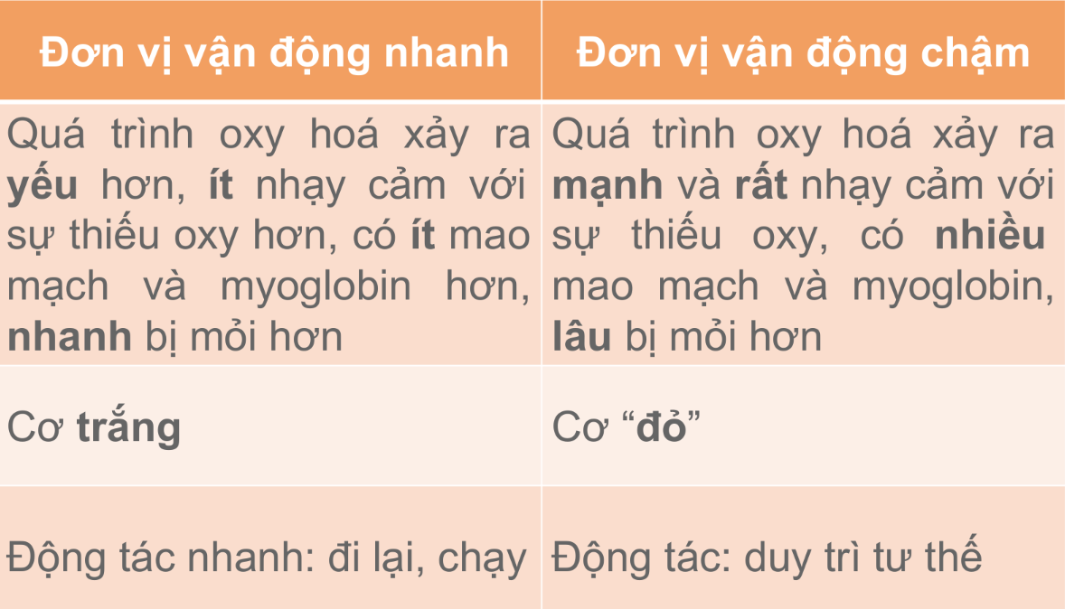 <ul><li><p><span>Gồm: </span><span style="background-color: rgb(253, 234, 218);">nơron vận động + sợi cơ do nó chi phối</span></p></li><li><p><span>Các sợi cơ trong 1 đơn vị vận động nằm rải rác trong cả khối cơ vân, và nơron vận động phải phân chia thành nhiều nhánh để chi phối. Mỗi sợi cơ vân chỉ nhận duy nhất một nhánh tận cùng.</span></p></li><li><p><span>Quy luật tham gia: Cơ co càng mạnh --> càng có nhiều đơn vị vận động tham gia.</span></p></li><li><p><span>Tần số xung động: Tần số xung động truyền theo sợi thần kinh tới đơn vị vận động tăng --> tăng lực co cơ.</span></p></li></ul><p></p>