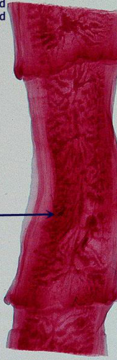 <p>What is this? what is arrow pointing towards?</p>