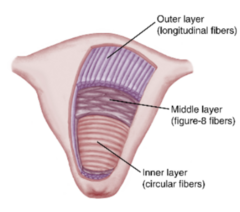<p>- From constrictions where the fallopian tubes enter the uterus and surround the internal cervical os.</p><p>- They prevent reflux of menstrual blood and tissue into the fallopian tubes.</p><p>- Promotes normal implantation of the fertilized ovum by controlling its entry into the uterus</p><p>- Retain the fetus until the appropriate time of birth</p>