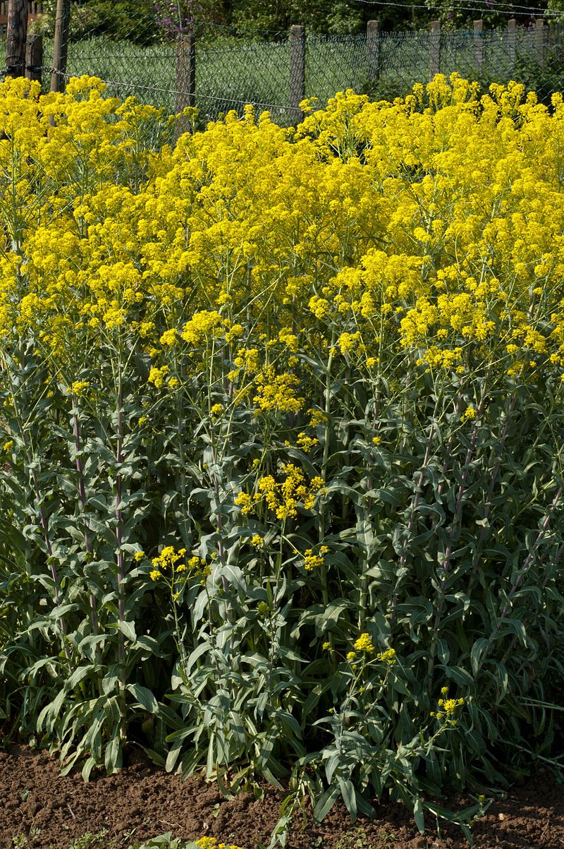 <p>woad ( UN )</p>