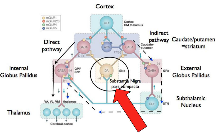 <p><strong>SM in Movement</strong></p>
