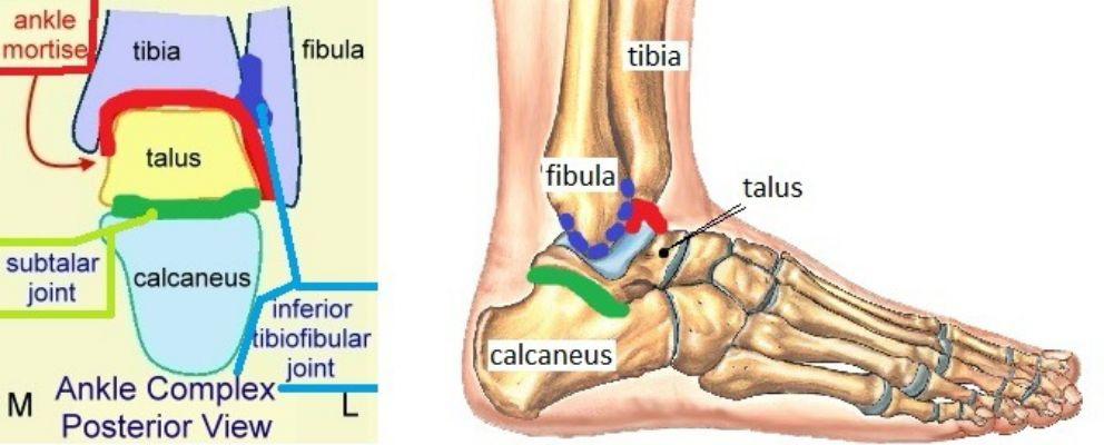 <p>Relationship between the talus and calcaneus</p>
