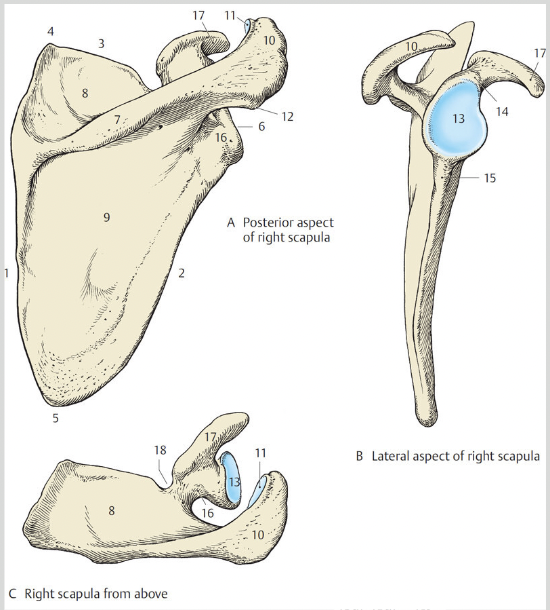 <p>Scapula #15</p>
