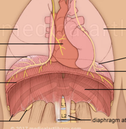 <p>What nerve is seen innervating the diaphragm</p>