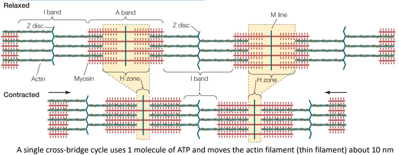 <p>Sliding filament theory of muscle contraction</p>