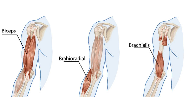 <p>biceps brachii </p><p>brachialis </p><p>brachioradialis </p><p>(think self feeding, personal hygine, lifting objects, etc) </p>