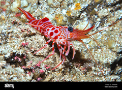 <p>- Up to 10 cm</p><p>- Elongated body</p><p>- Milky colour with red patterns covering its body</p><p>- Black eyes with pink pupil nocturnal</p>