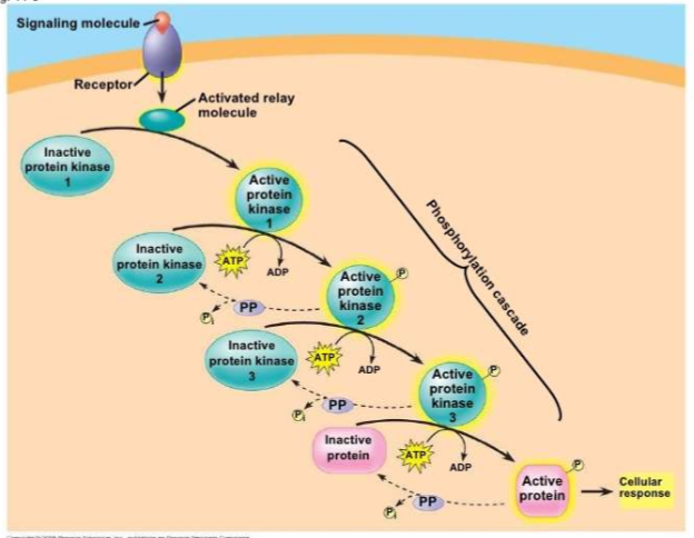 <p>What pathway follows Gs activation?</p>