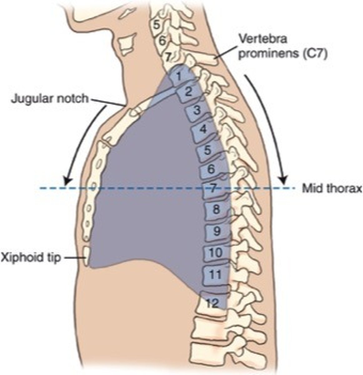 <p>D. Jugular notch and vertebra prominens (C7)</p>