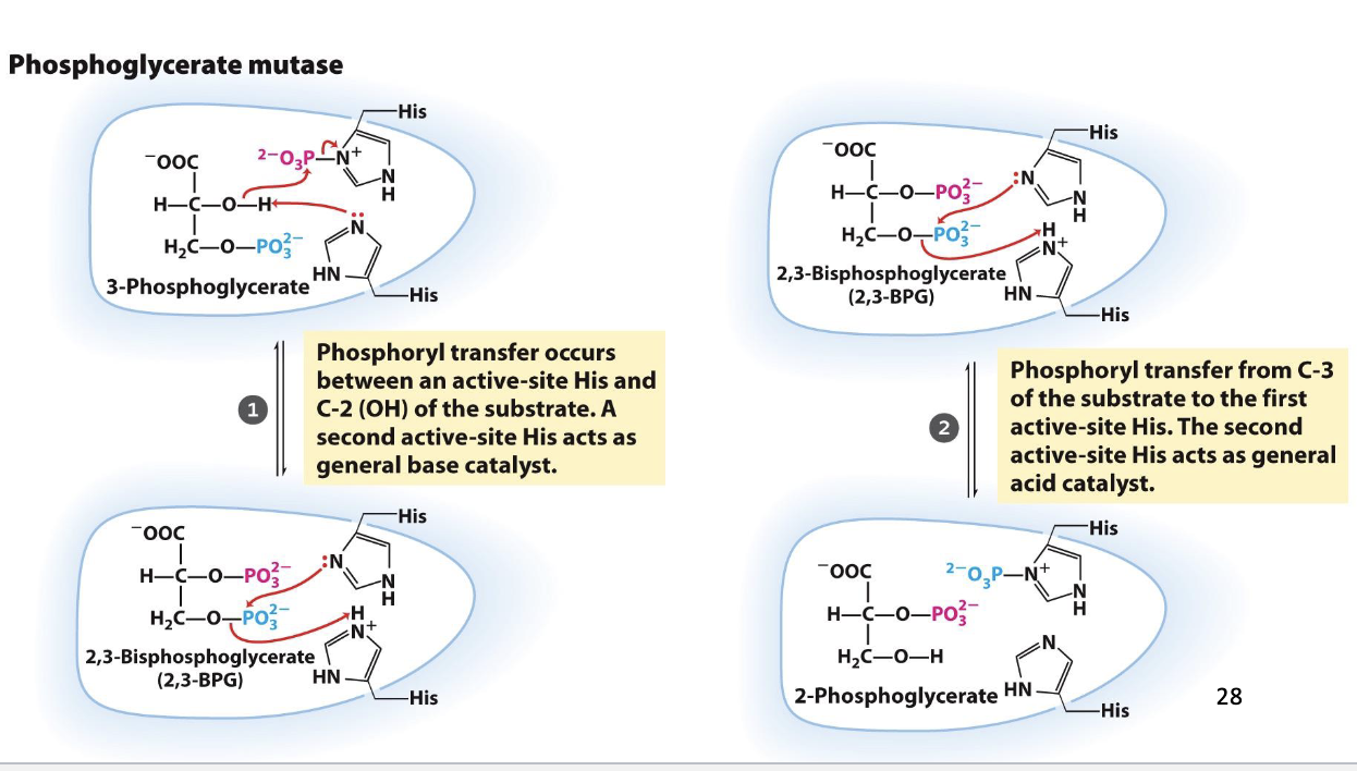 <ul><li><p>One active-site histidine is posttranslationally modified to phosphohistidine</p></li><li><p>Phosphohistidine donates phosphate to 3-phosphoglycerate at C2, before retrieving another phosphate from C3</p></li></ul><p></p>
