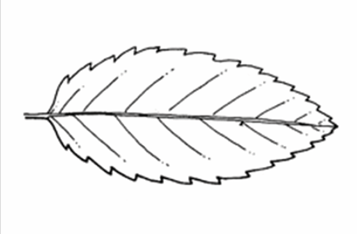 <p>A leaf margin with sharp, forward-pointing teeth like a saw.</p>