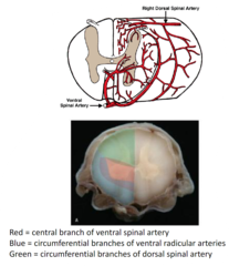 <p>it supplies the dorsal white matter and grey matter</p>