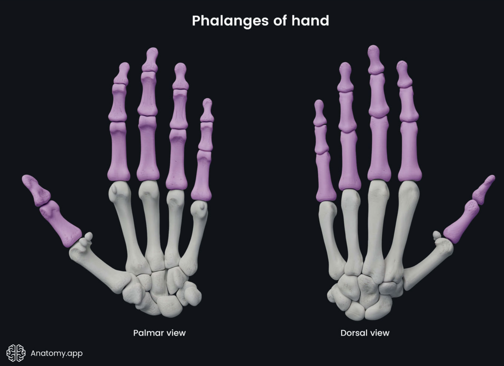 <p>How many <strong>phalanges</strong> are there?</p>