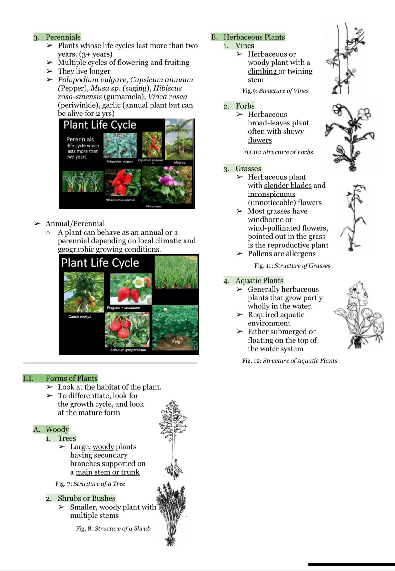 <p>Plants that have green leaves all throughout the year and can survive different changes of climate and weather, such as gymnosperms and Acacia.</p>