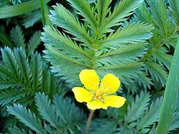 <p>Silverweed</p>