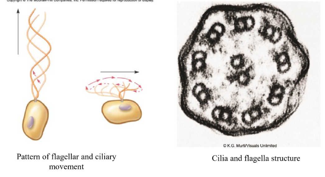 <p>cilia and flagella</p>