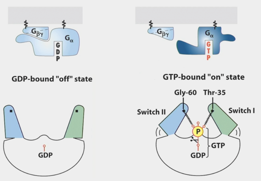 <ul><li><p>trimeric GTPases that transduce hormone signals</p><ul><li><p>⍺, β, 𝛾 subunits tethered to membrane through attached lipid</p></li></ul></li><li><p>GDP-bound “off” state: subunits are close together</p></li><li><p>GTP-bound “on” state: ⍺ subunit <strong>dissociates</strong> from other subunits</p></li><li><p>automatic <strong>off</strong> switch → subunits have enzymatic activity to convert GTP back to GDP</p></li><li><p>dissociate within <strong>seconds</strong> of ligand binding</p></li><li><p>β𝛾 subunits can also activate effector molecules (ex. K<sup>+</sup> channel)</p></li><li><p>some can <strong>inhibit</strong> effector molecules while others <strong>activate</strong> them (competitive balance)</p><ul><li><p>ex. <strong>stimulatory</strong> hormones epinephrine, glucagon, ACTH v.s. <strong>inhibitory</strong> hormones PGE<sub>1</sub> &amp; adenosine</p></li></ul></li></ul><p></p>
