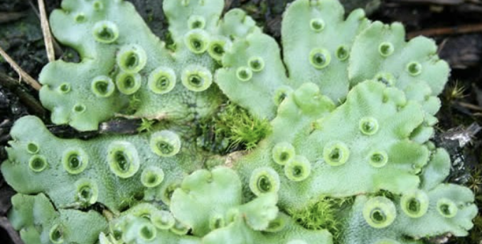 <p>Image shows </p><p>a)Liverwort with gemma cups</p><p>b) Hornwort with gemma cup</p><p>&nbsp;c) Hornwort with antheridiophores</p><p>&nbsp;d) Liverwort with antheridiophores</p>