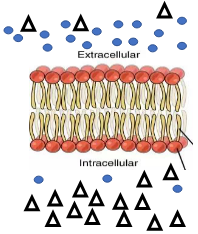 <p><span style="font-family: "Times New Roman", serif; line-height: 107%;">If both of these compounds met the requirements to move freely through a semi-permeable membrane, and the molecules are <strong>only</strong> going to move based on <u>diffusion principles</u>, which compound will <strong>move</strong> through the semi-permeable membrane <strong>into the cell</strong>?</span></p>
