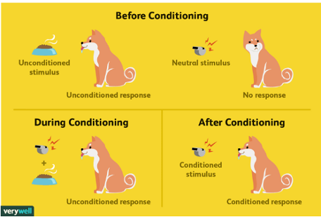 <p><span style="line-height: 115%;">Classical conditioning was first proposed by Russian physiologist Ivan Pavlov in 1899. He was particularly interested in the role of salivation as a reflex and the response to the presentation of food. Pavlov started to notice that dog was salivating at sight of food, sight or sound of lab technician. The association made between the food and a new stimulus (the sight/sound of the lab technician) is the essence of the process of classical conditioning. Pavlov’s subsequent experiments provided clear evidence of a type of learning that was based on repeated association of two different stimuli.</span></p>