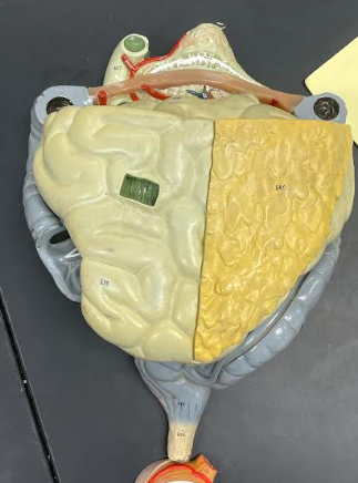 <p>Small Intestine</p>