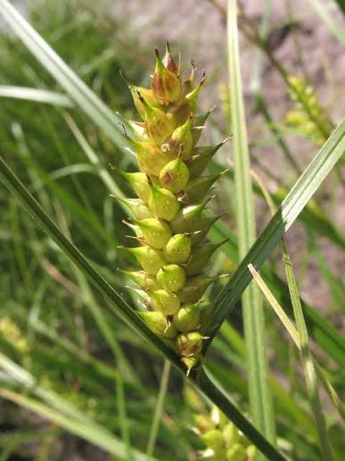 <p>Blad platta med mittfåra. Axfjäll gulgröna</p>