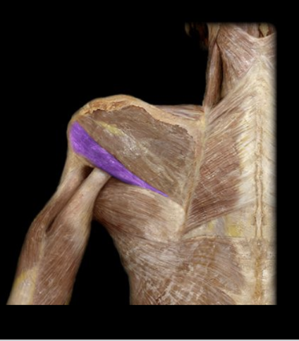 <p>What the highlighted structure is acting on the<strong> <mark data-color="#fcf9d5" style="background-color: rgb(252, 249, 213); color: inherit;">humerus rotator cuff</mark></strong>. What muscle is this called?</p>