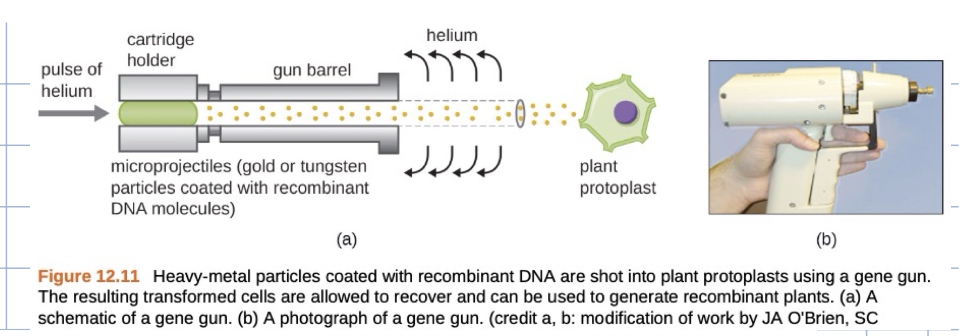 <p>take gold beads coated in dna and shoot the beads using a gun into a plant cell and in a few cases get their dna inside the cell</p>