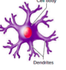 <p>No axon and no anatomical clues to determine axons from dendrites</p>