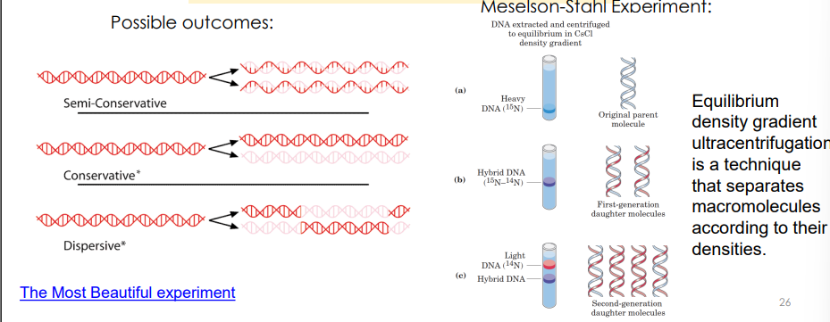 <p>semi-conservative by using nitrogen isotopes to track parent and daughter DNA strands.</p>
