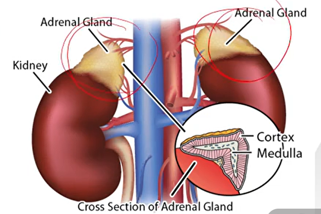 <p><strong>Part of the Endocrine System:</strong></p><p>A <strong>pair of small glands</strong> situated over the superior medial aspects of each kidneys. Embryologically, histologically, and functionally of two (2) distinct glandular entities that are grossly combined into one organ.</p>