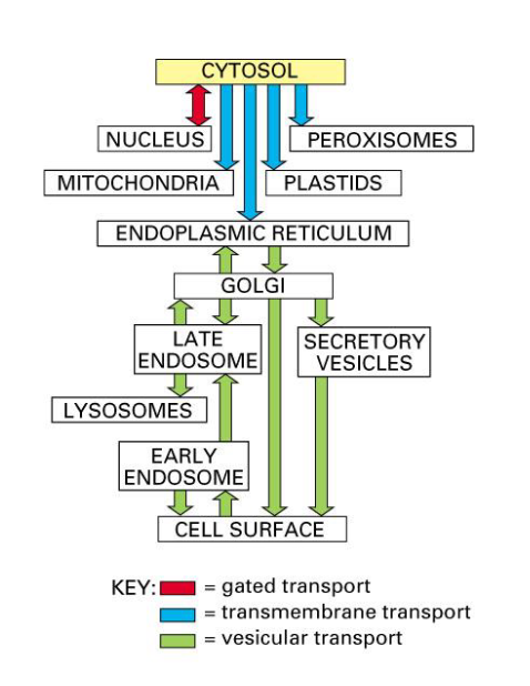 <ol><li><p><strong>Gated Transport</strong> = Cytosol → Nucleus  (Nuclear Pore Complexes) </p><ol><li><p>Traffic = bidirectional </p></li></ol></li><li><p><strong>Transmembrane Transport</strong> = Cytosol → non-nuclear organelles (Mitochondria, Peroxisomes, Plastids, ER) </p><ol><li><p>Proteins = unfolded → threaded through protein translocated in organelle’s membrane</p></li></ol></li><li><p><strong>Vesicular Transport</strong> = Secretory Pathway </p><ol><li><p>Protein enters ER → carried through vesicles from: </p><ol><li><p>ER → Golgi → Late Endosome/Lysosome or Secretory Vesicles → Cell Surface</p></li></ol></li><li><p>Protein never re-enters cytosol (protein stays inside vesicle) </p></li></ol></li></ol><p></p>