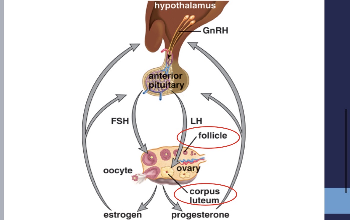 <p><strong>FSH</strong> (follicle stimulating hormone) → stimulates follicle in <strong>ovary</strong></p><p><strong>LH</strong> (luteinizing hormone) → stimulates <strong>follicle release</strong> and formation of <strong>corpus lutetium</strong></p>