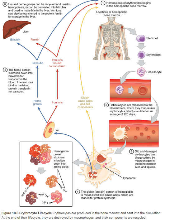 <p>cells replaced by macrophages, located w/in bone marrow, liver spleen</p><ul><li><p>span of 120 days</p></li><li><p>globin → amino acids for reuse</p></li><li><p>iron stored in liver/spleen</p></li><li><p>non-iron degraded into the waste bilirubin</p></li><li><p>bilirubin → liver to use for bile</p></li><li><p>bilirubin → stercobilin in feces in LI</p></li></ul><p></p>