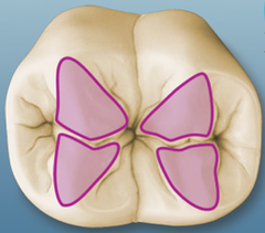 <p>Main ridges on each cusp that run from the tip of the cusp to the central part of the occlusal surface.</p>