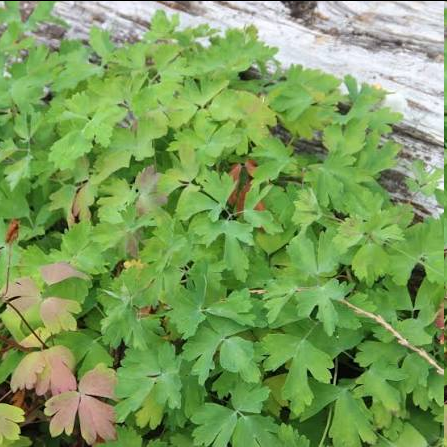 <p><span style="font-family: "Open Sans"; font-size: large;"><strong><u>Aquilegia formosa - (Red Columbine)</u></strong></span></p>