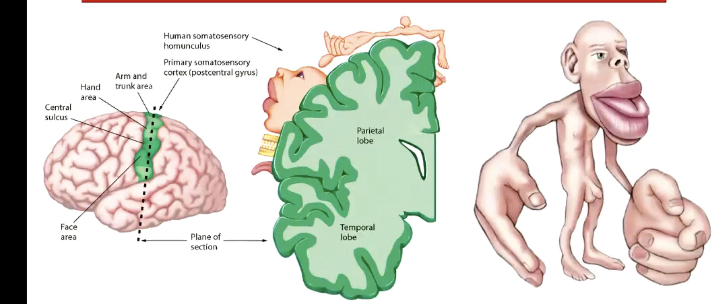 <p>Located in the postcentral gyrus.</p><p>Receives sensory info from the skin.</p><p>Different regions of skin surface, represented by different areas along the strip of cortex, forming somatotopic map.</p>