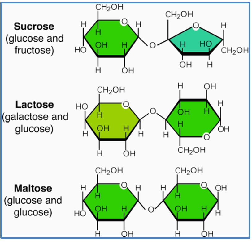 <ul><li><p>Sucrose (Table Sugar)</p></li><li><p>Lactose (Milk Sugar) → a galactose and Glucose</p></li><li><p>Maltose (Sugar from Malt grain)</p></li></ul><p></p>