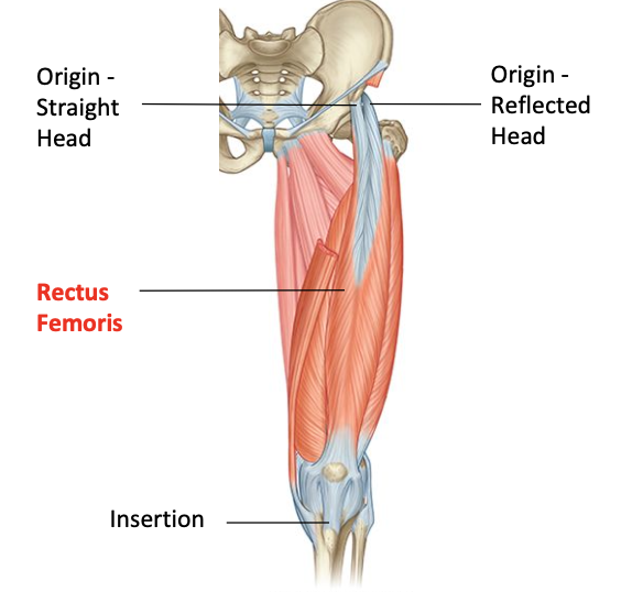<p>O: Straight head (anterior inferior iliac spine) reflected head (upper margin of acetabelar rim)<br>I: tibial tuberosity via quadriceps mechanism <br>Nerve supply: femoral<br>Nerve roots: L2, L3, L4</p>